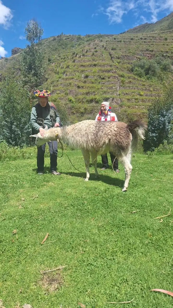 Llama Therapy
